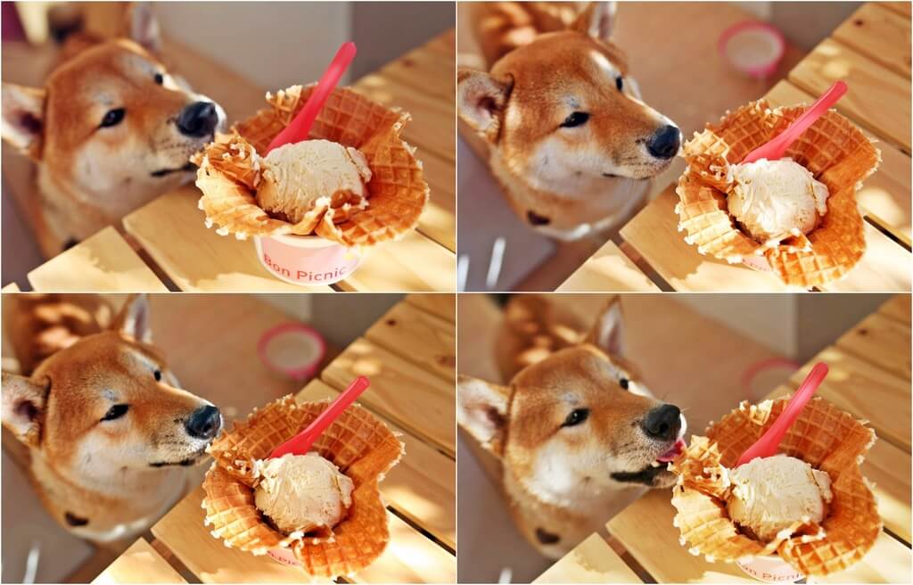 【高雄】Bon Picnic小野餐│柴犬Toki的手工冰淇淋│駁二吃冰．桑尼瘦不了