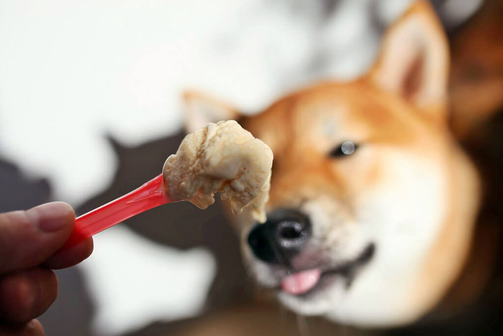 【高雄】Bon Picnic小野餐│柴犬Toki的手工冰淇淋│駁二吃冰．桑尼瘦不了