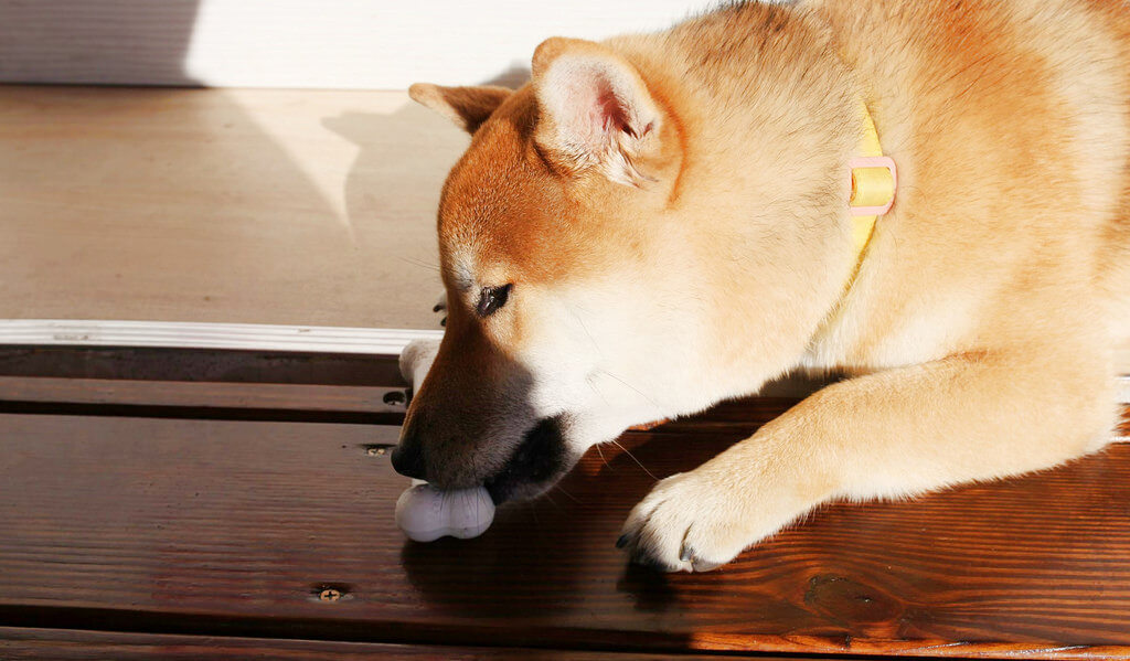 【高雄】Bon Picnic小野餐│柴犬Toki的手工冰淇淋│駁二吃冰．桑尼瘦不了