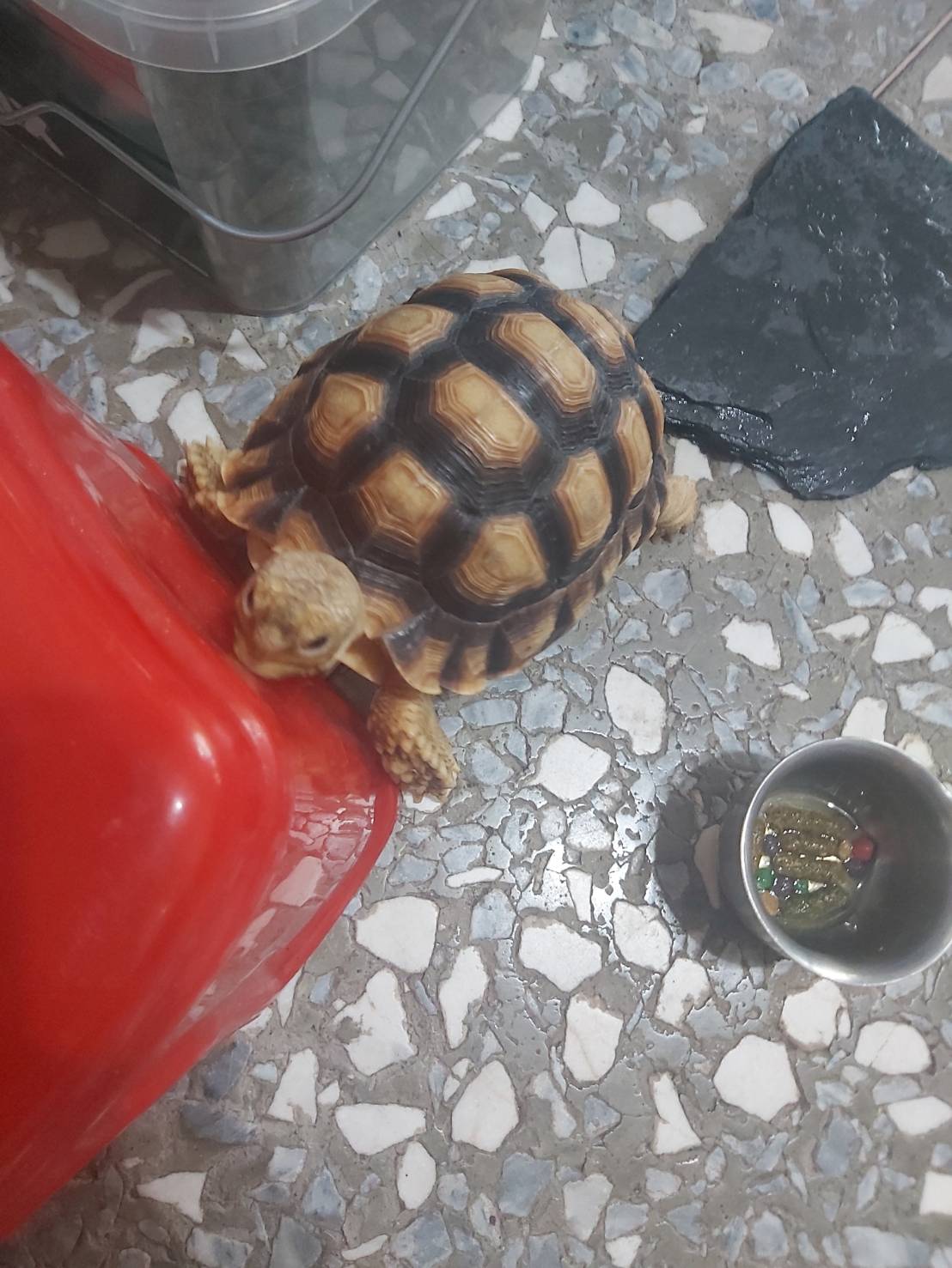 大學生都養什麼寵物呢?-大一新生