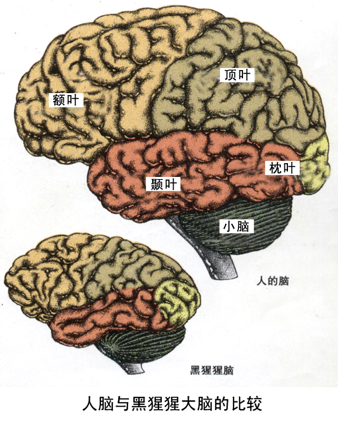 又或著 乾脆在演化上选择让胎儿再长更大些 即让新生儿头部大小达到