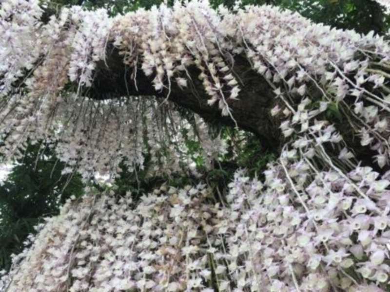 台南夏日賞花揭開序幕古蹟相映嬌容更艷 1111南台灣休閒趣 台南 高雄與屏東景點推薦 台南夏日賞花揭開序幕古蹟相映嬌容更艷 1111南台灣休閒趣 台南 高雄與屏東景點推薦