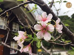 菁山遊憩區 花季 櫻花盛開