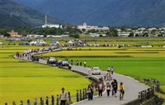 臺東之美 池上稻米豐收祭